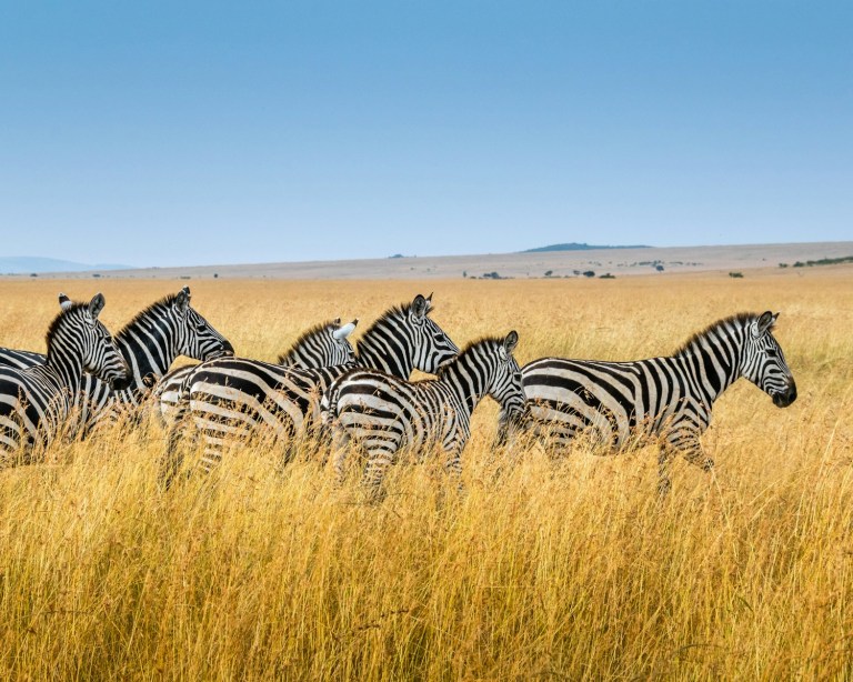 group of zebra walking on wheat field.jpg