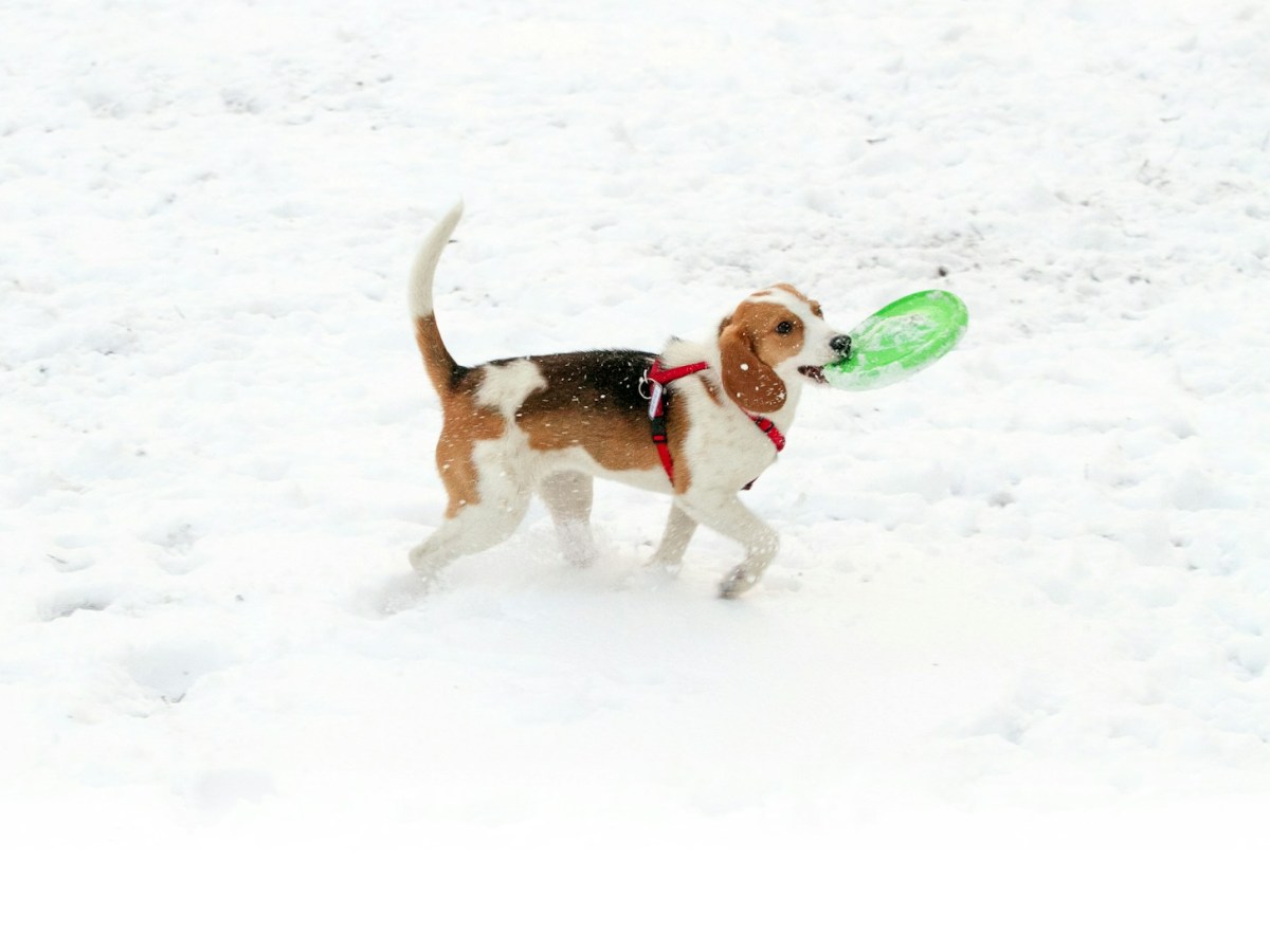 a dog carrying a frisbee in its mouth in the snow.jpg