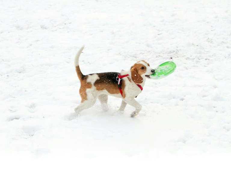 a dog carrying a frisbee in its mouth in the snow.jpg