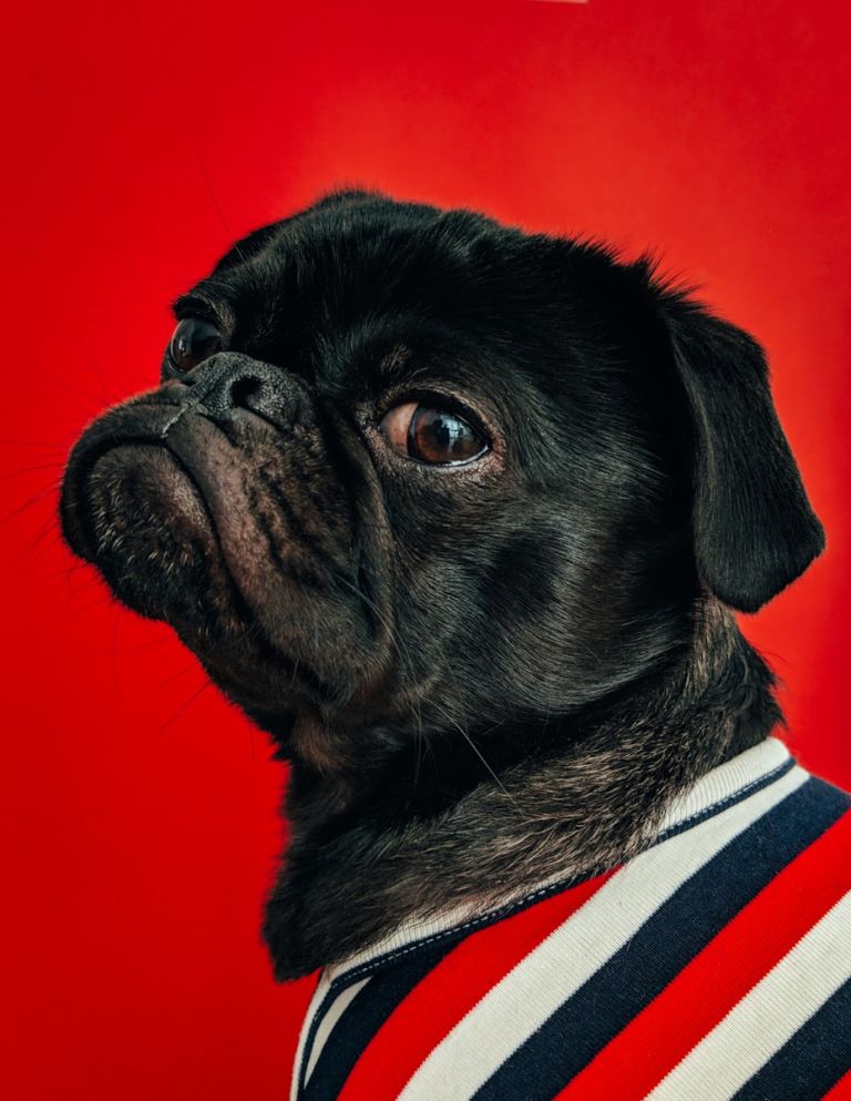 black pug wearing striped apparel.jpg