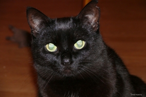 Black Cat Portrait.jpg