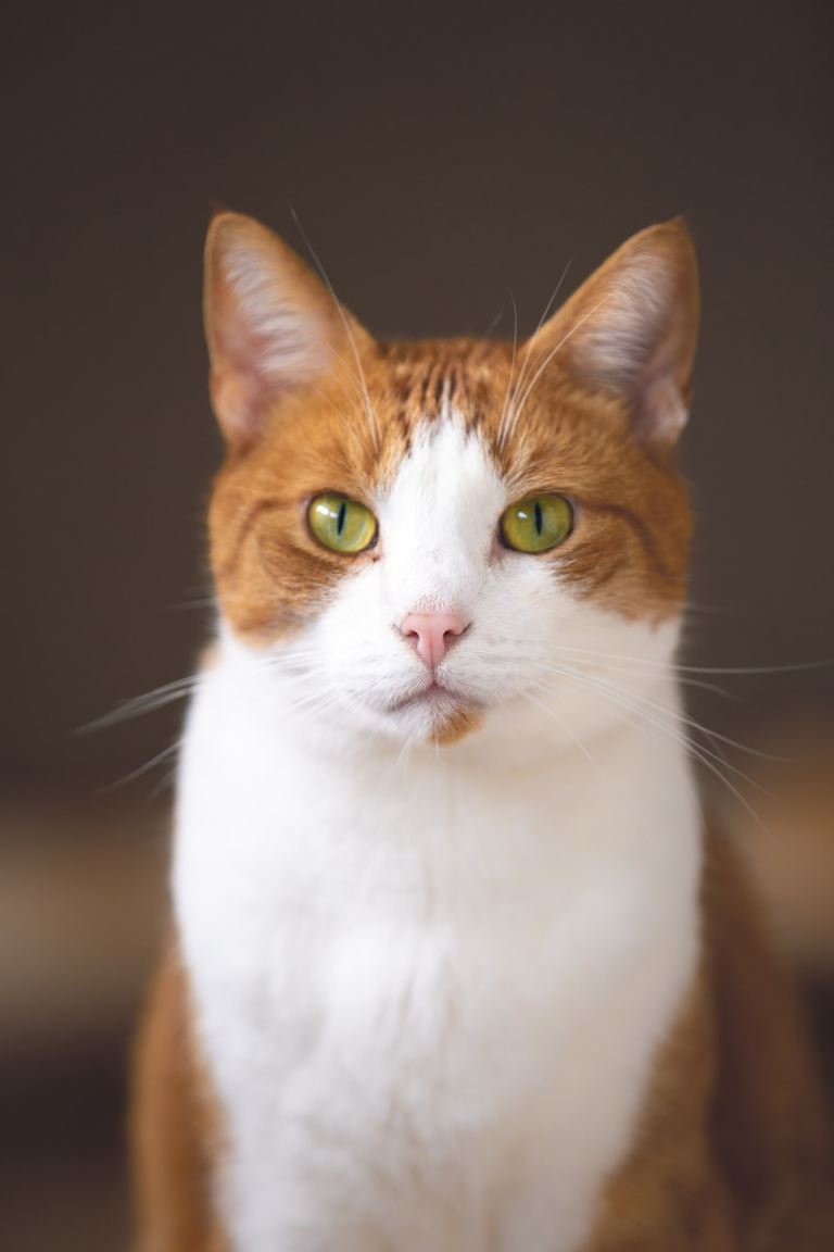 short-haired white and brown cat.jpg