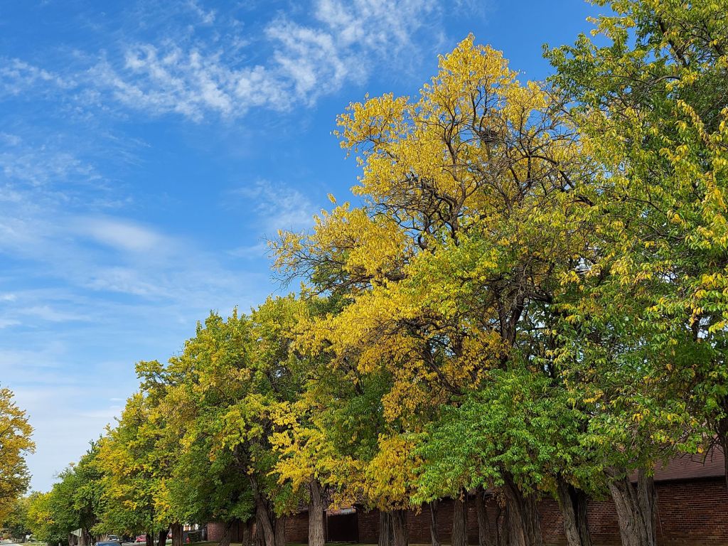 Featured Photo: The Beauty of Fall Color – Yellow Beech, Central Avenue near Scarborough Fare, Oak Forest