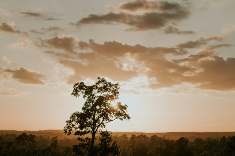 a lone tree in a field with a sunset in the background.jpg