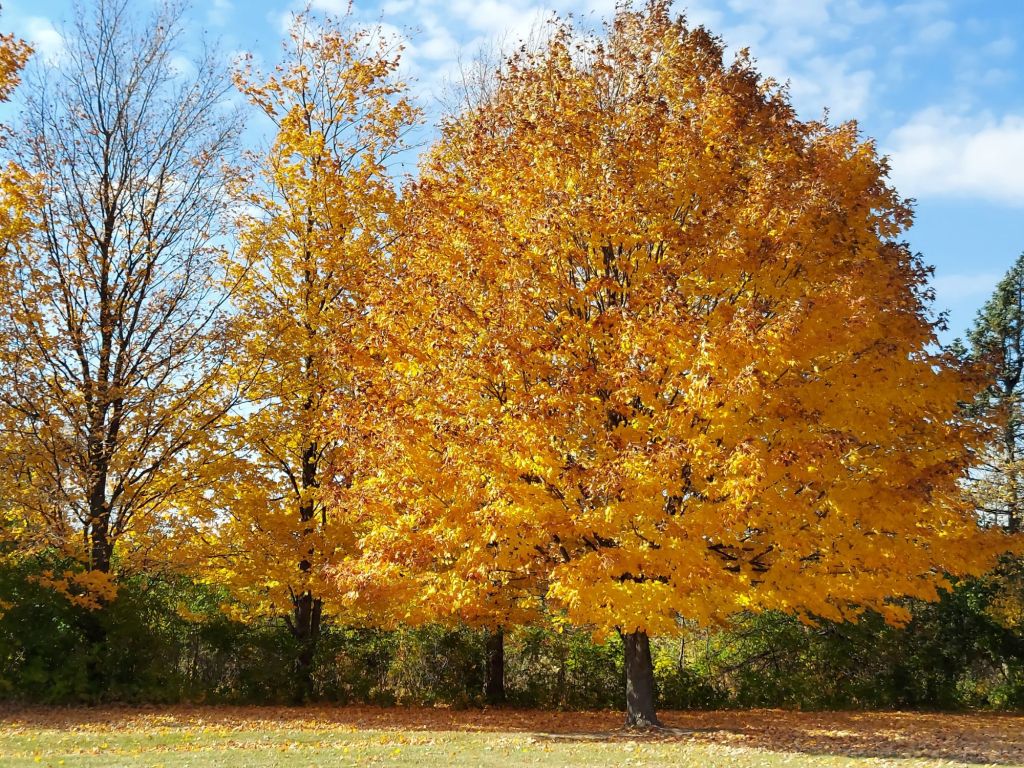 Featured Photo & Video: The Beauty of Fall Color – Beech Tree