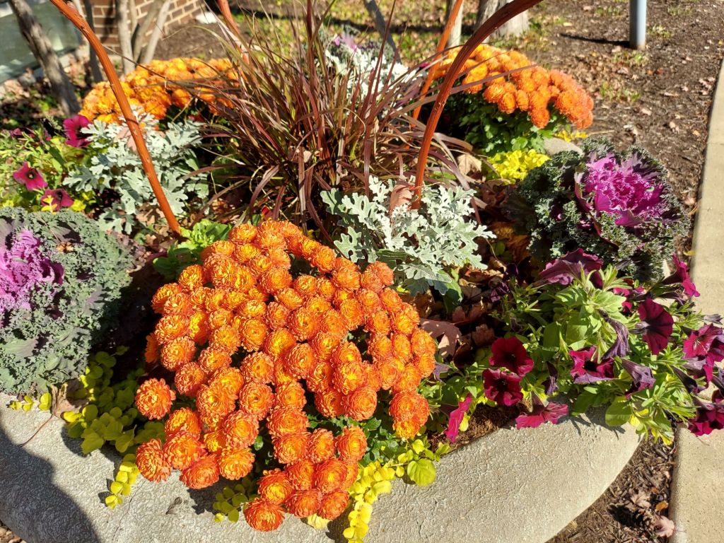 Featured Photo: The Beauty of Fall Color & Flower of the Day – Great Autumn Setting With Orange Chrysanthemums & 7 Other Different Varieties