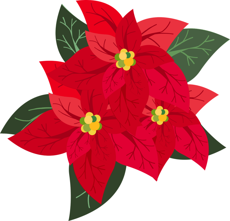 graphic, poinsettia, christmas.jpg
