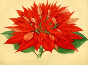 Poinsetta. Euphorbia pulcherrima [as Poinsettia pulcherrima var. plenissima] The garden, vol. 9 (1876) [H.N. Humphreys].jpg
