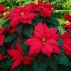 red flowers with green leaves.jpg