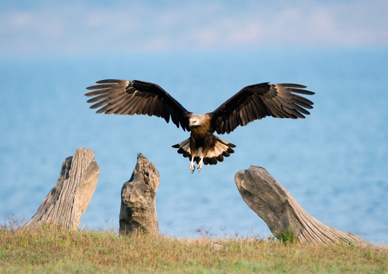 Pallas's Fish Eagle.jpg