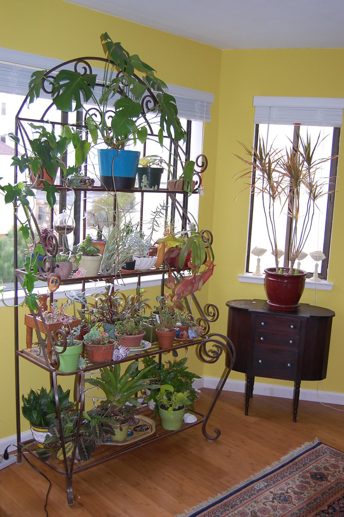 Houseplant heaven.jpg