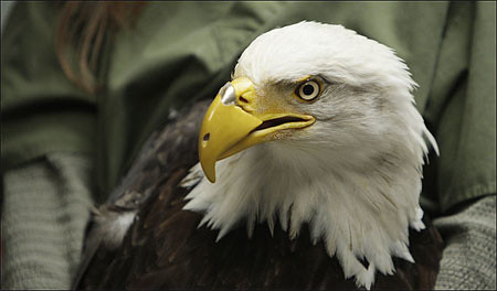 eagle.jpg