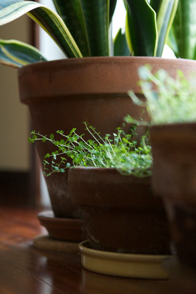 Houseplants and Clean Air.jpg
