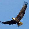 Bald eagle with fish.jpg