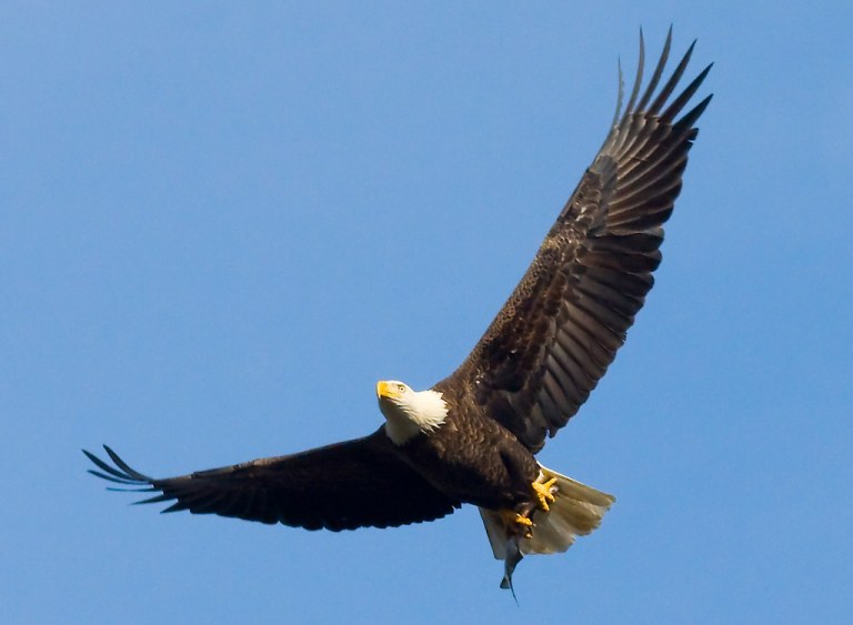 Bald eagle with fish.jpg