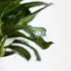 green leaf plant in white pot.jpg