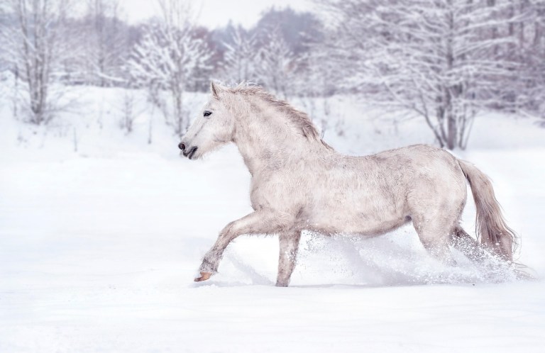 horse, winter, snow, running, animal, white horse, frost, horse, nature, horse, horse, horse, horse.jpg