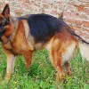 german shepherd, dog, canine, domestic, mammal, purebred, obedient, sitting, pedigreed, animal, attentive, nature, k9, pet, intelligent, trained, companion, loyal, guard, furry, breed, brown train.jpg