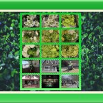 Featured Photo Montage: St. Patrick’s Day – 2025
