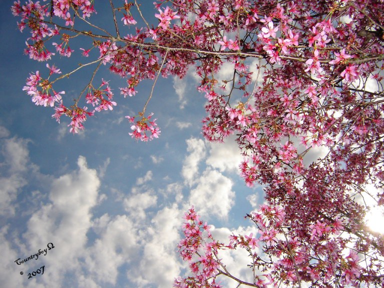 Spring Time in Tennessee.jpg