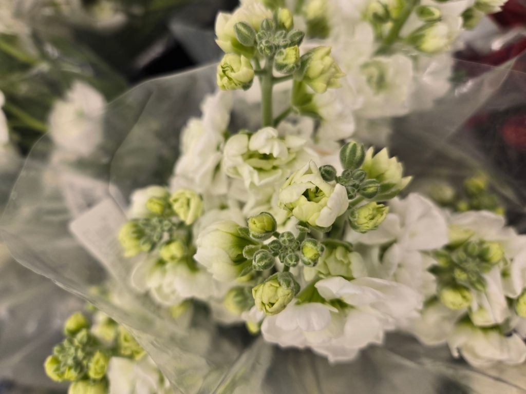 Featured Photo: St. Patrick’s Flower of the Day ’25 – Bouquet #2