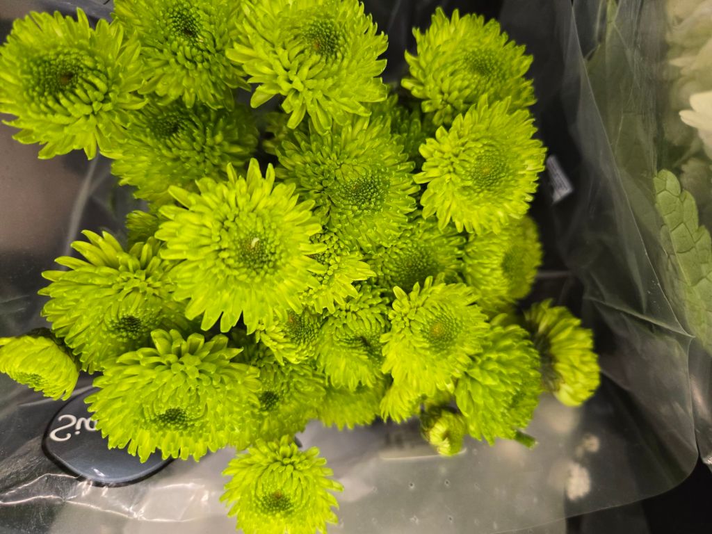 Featured Photo: St. Patrick’s Flower of the Day ’25 – Bouquet #3