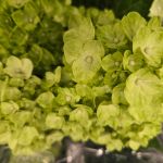 Featured Photo: St. Patrick’s Flower of the Day ’25 – Bouquet #9