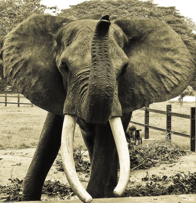 Mysore Zoo Elephant - Proud and Mighty.jpg