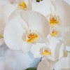 flower, flower wallpaper, orchid, flower background, botany, phalaenopsis, nature, blossom, beautiful flowers, bloom, flora, butterfly orchid, close up, exotic.jpg