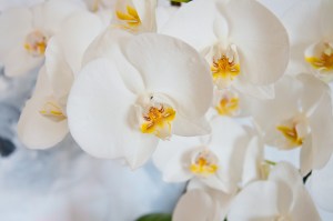 flower, flower wallpaper, orchid, flower background, botany, phalaenopsis, nature, blossom, beautiful flowers, bloom, flora, butterfly orchid, close up, exotic.jpg