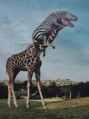 Mr. Slinky going for a ride at the San Diego Zoo.jpg