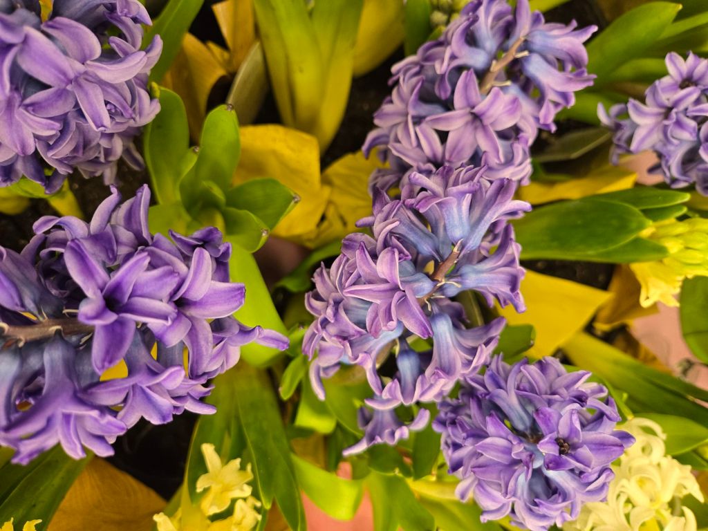 Featured Photo: Easter Flower of the Day ’25 – Bouquet #3