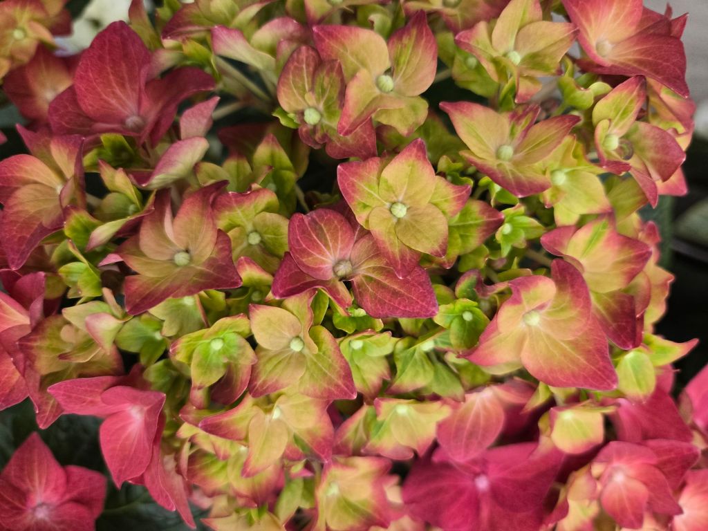 Featured Photo: Easter Flower of the Day ’25 – Bouquet #5