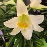 Featured Photo: Easter Flower of the Day ’25 – Bouquet #6 – Easter Lilies