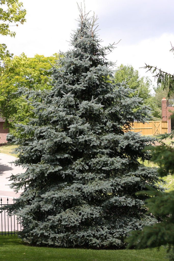Coniferous Tree (Blue Spruce).jpg
