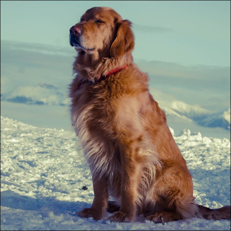 Bear the Rescue Dog.jpg