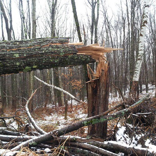 One big old tree, broken and knocked over by this morning's fierce winds..jpg