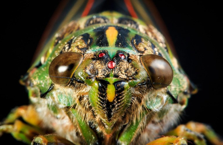 Cicada.jpg