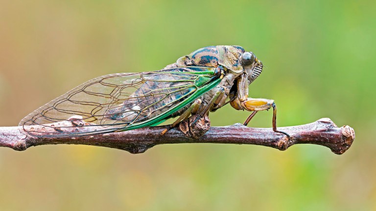 Neotibicen linnei linne's annual cicada.jpg