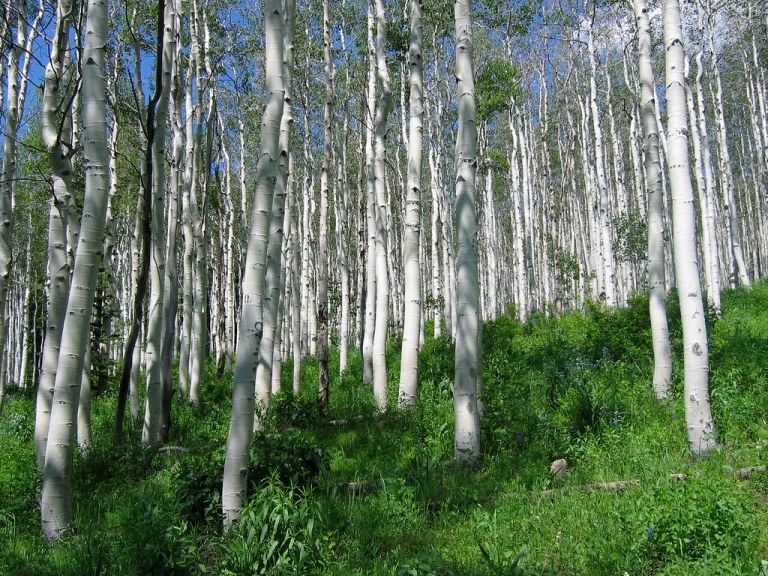Birch Trees.jpg