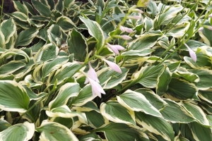 Featured Photo: Flower of the Day – The Hosta Plantain Lilies