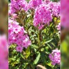 Featured Photo: Flower of the Day – The Garden Phlox (Summer)