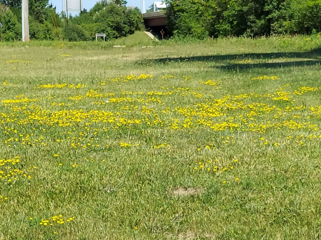 Featured Photo: Flower of the Day – A Dandelion Field