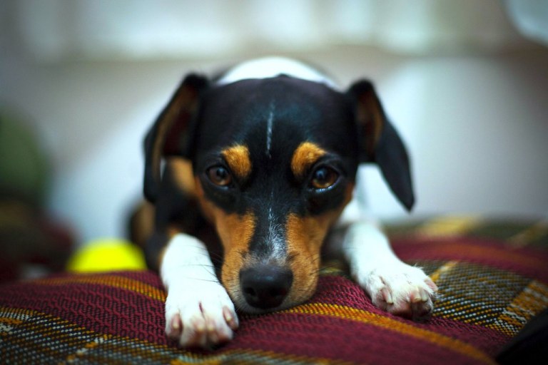 I hate fireworks!.jpg