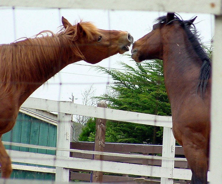 Horse Play.jpg