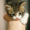 Basement kitten in hand.jpg
