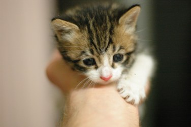 Basement kitten in hand.jpg