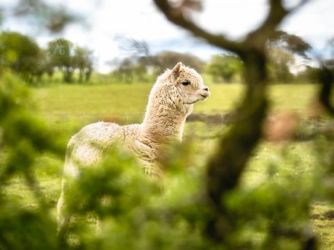 Alpaca.jpg