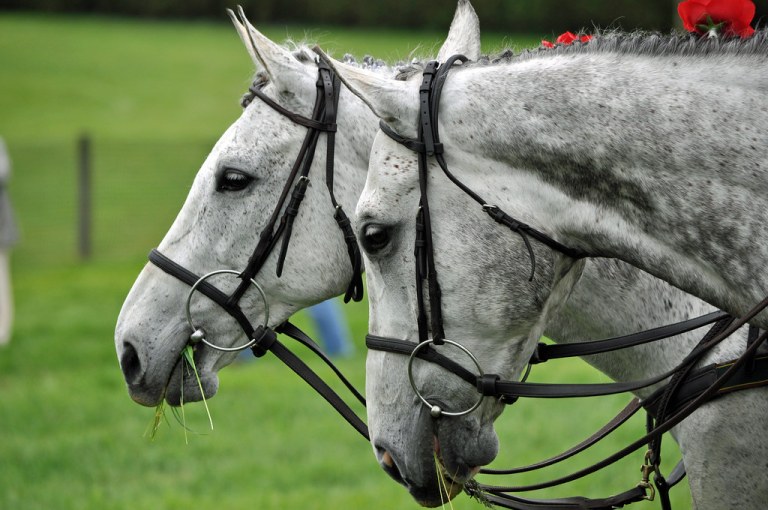Horses.jpg