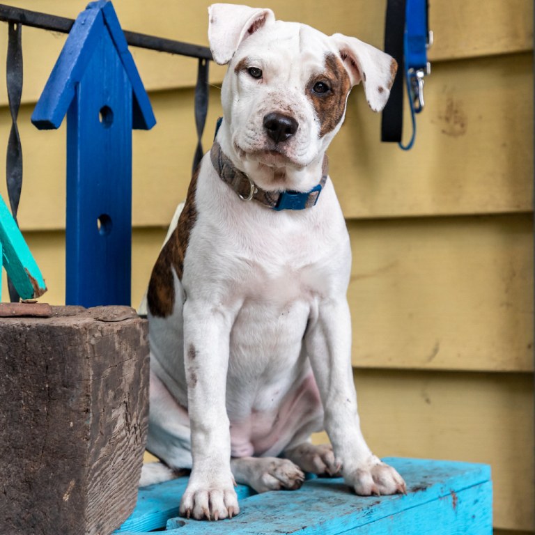 Mixed Breed Puppy Sitting with a Muddy Nose.jpg